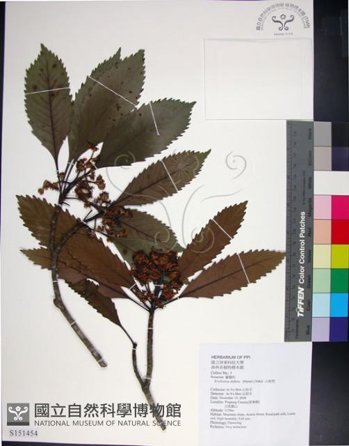 山枇杷、臺灣枇杷藏品圖，第1張