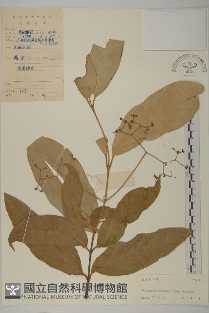 刺果衛矛藏品圖，第1張