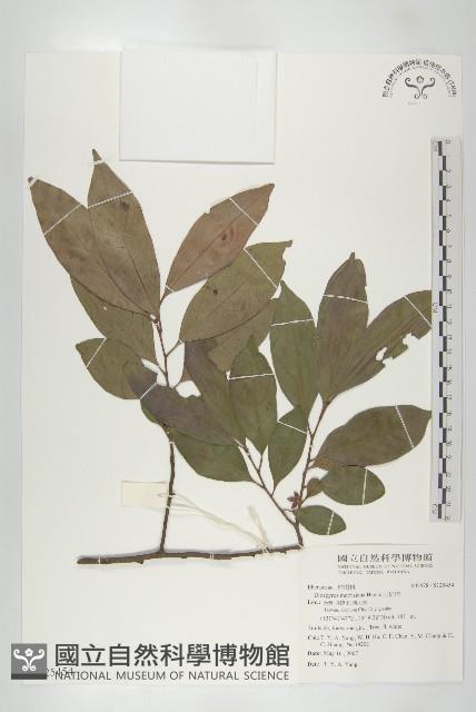 山紅柿藏品圖，第1張