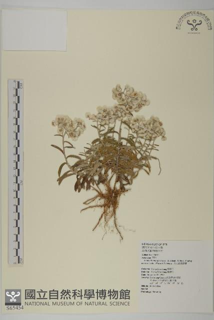 玉山抱莖籟簫藏品圖，第1張