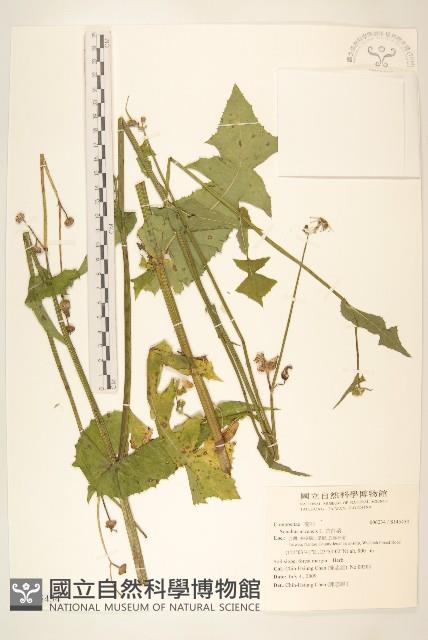 苦苣菜藏品圖，第1張