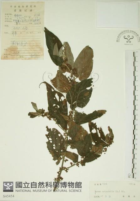 山黃麻藏品圖，第1張