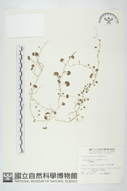 馬蹄金藏品圖，第1張