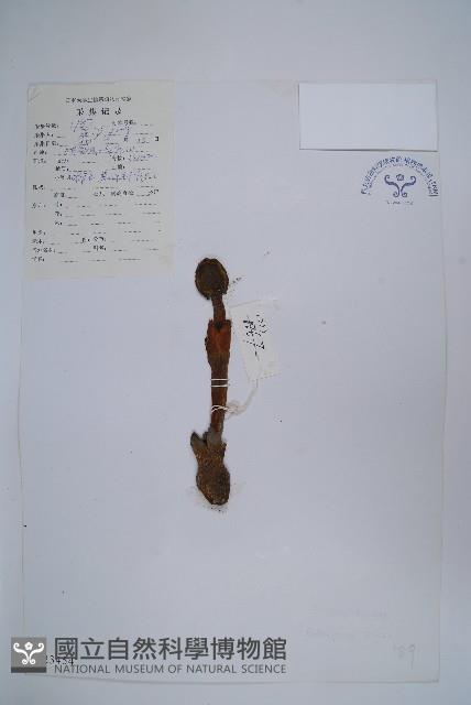 川藏蛇菰藏品圖，第1張