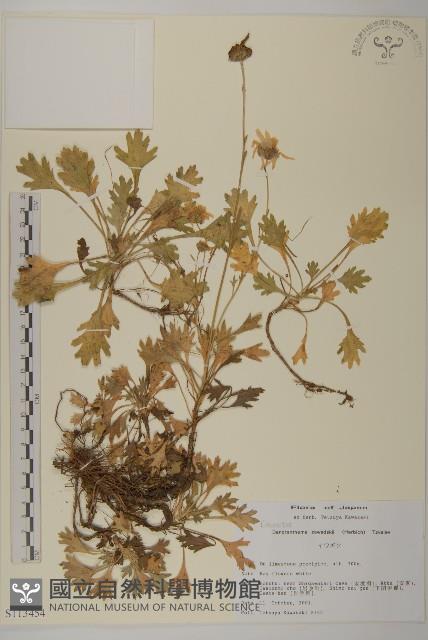 紫花野菊藏品圖，第1張