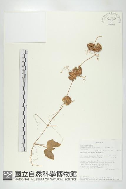 登錄號:S093454藏品圖，第1張