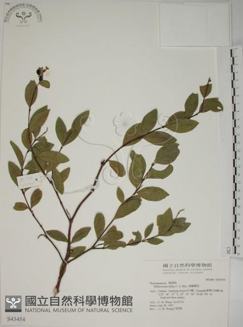 南嶺蕘花藏品圖，第1張