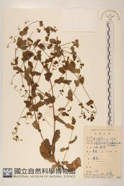 齒緣葉類苦賈菜藏品圖，第1張