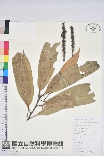 綿柯藏品圖，第1張