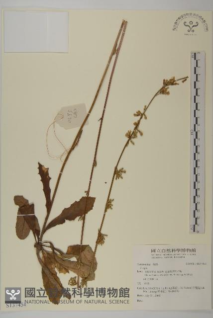 登錄號:S137454藏品圖，第1張