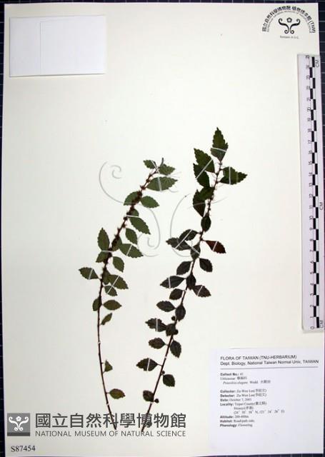 水雞油藏品圖，第1張