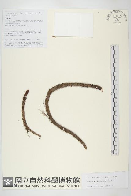 粗莖紅景天藏品圖，第1張