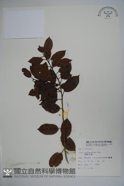 刻脈冬青藏品圖，第1張