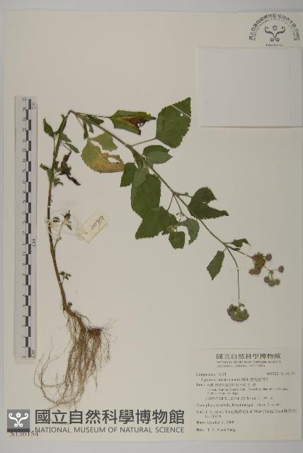 紫花霍香薊藏品圖，第1張