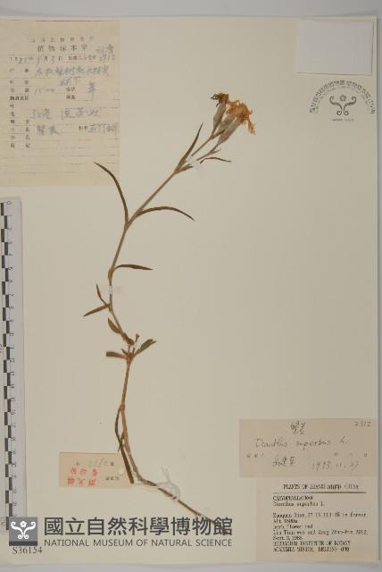 瞿麥藏品圖，第1張