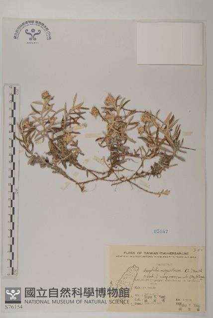 玉山抱莖籟簫藏品圖，第1張