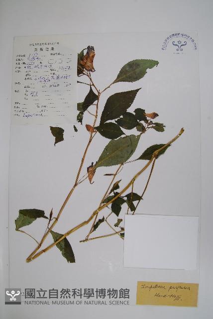 登錄號:S022154藏品圖，第1張