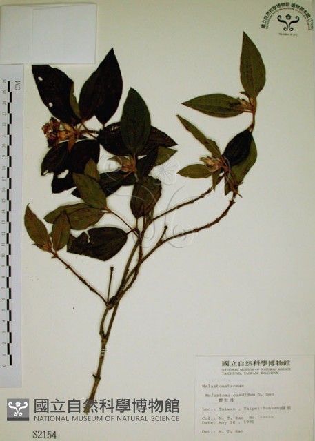 野牡丹藏品圖，第1張