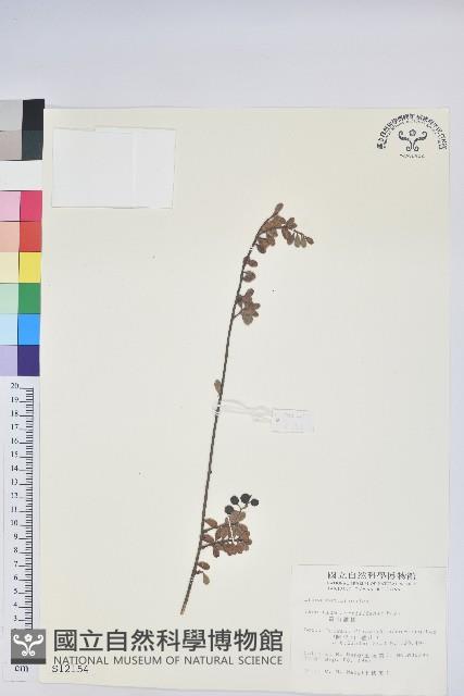 高山越橘藏品圖，第1張