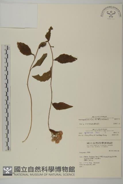 山白蘭藏品圖，第1張