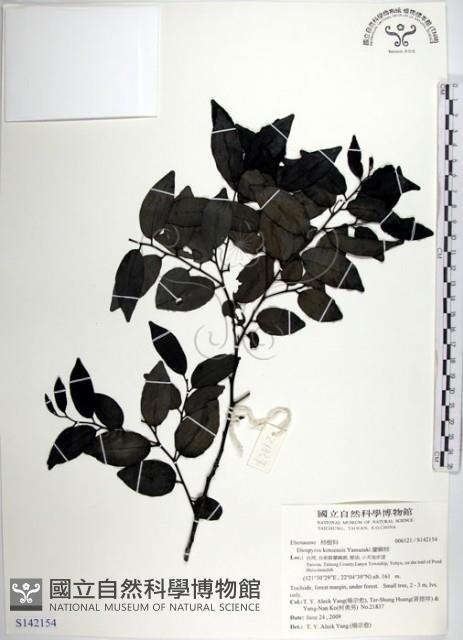 蘭嶼柿藏品圖，第1張