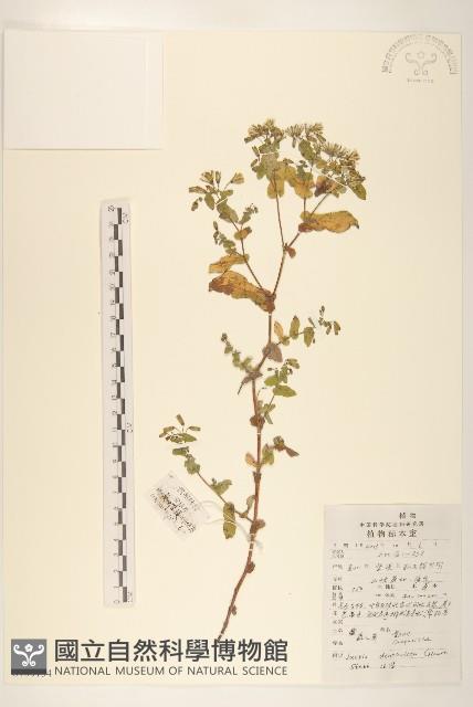苦實菜藏品圖，第1張