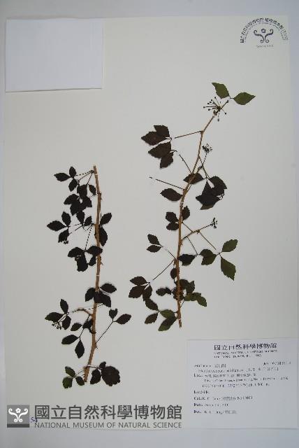 三葉五加藏品圖，第1張