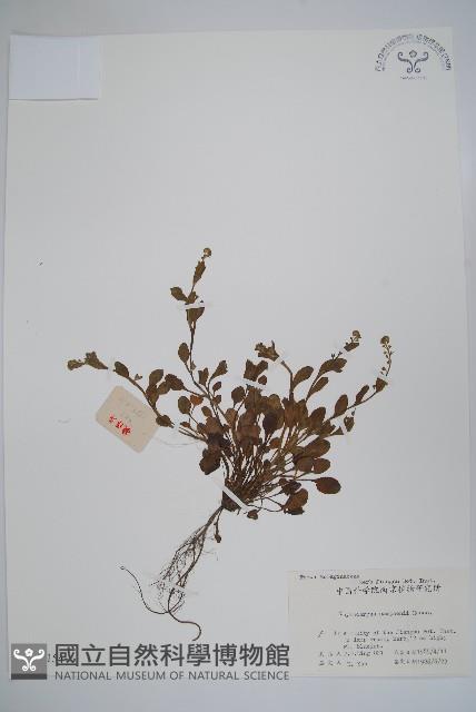 盾果草藏品圖，第1張