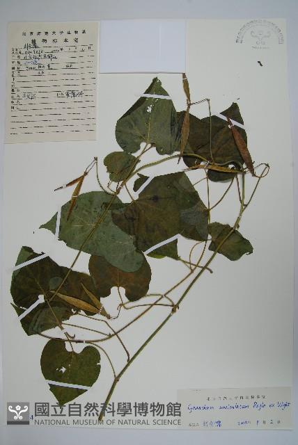 牛皮消藏品圖，第1張