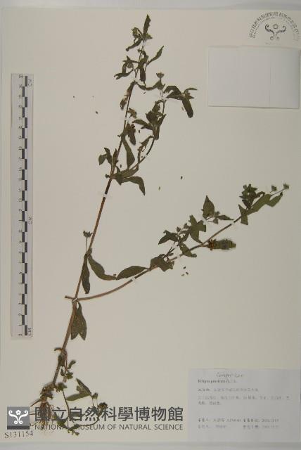 鱧腸藏品圖，第1張