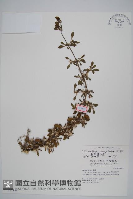 匙葉蓮子草藏品圖，第1張