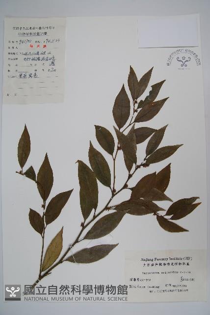 東方野扇花藏品圖，第1張