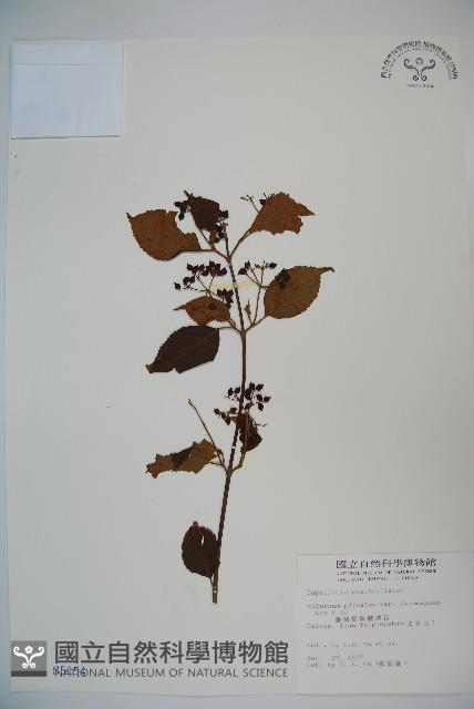 臺灣蝴蝶戲珠花、臺灣蝴蝶花藏品圖，第1張