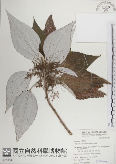 蘭嶼水絲麻藏品圖，第1張