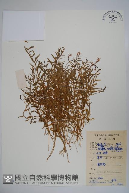 半邊蓮、鐮磨仔草藏品圖，第1張