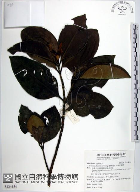 蘭嶼福木、林氏福木藏品圖，第1張