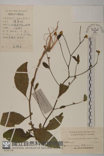 煙管草藏品圖，第1張