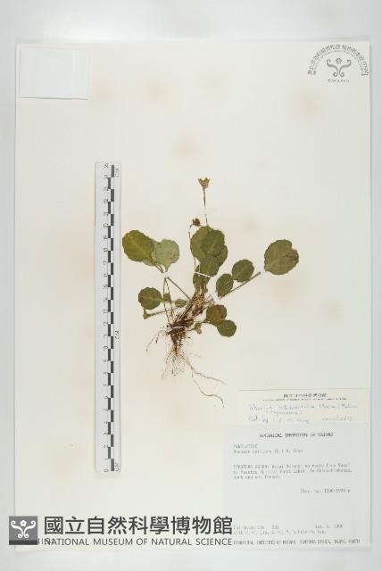 倒卵葉裂緣花藏品圖，第1張