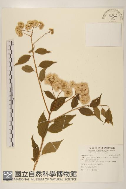 小舌菊、蔓綿菜藏品圖，第1張