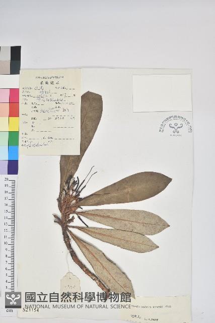 紫玉盤杜鵑藏品圖，第1張