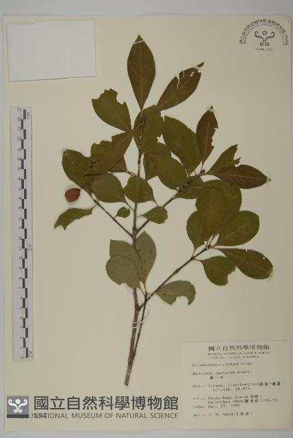 厚葉衛矛, 源一木藏品圖，第1張