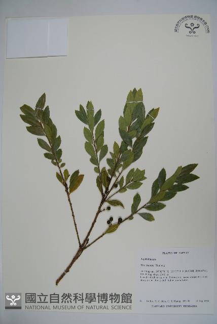 假黃楊藏品圖，第1張