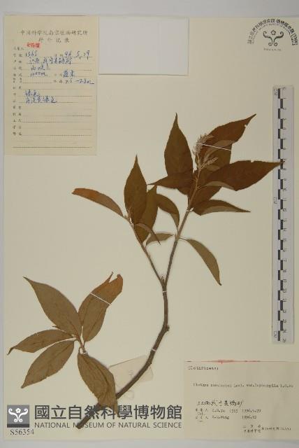 薄葉榿葉樹藏品圖，第1張