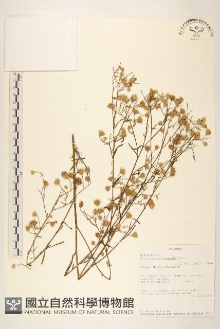 登錄號:S096354藏品圖，第1張