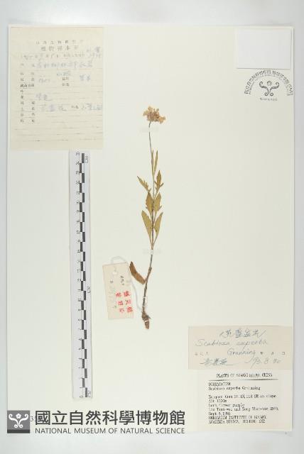 大花藍盆花藏品圖，第1張