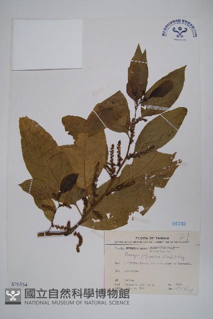 多子漿果莧藏品圖，第1張