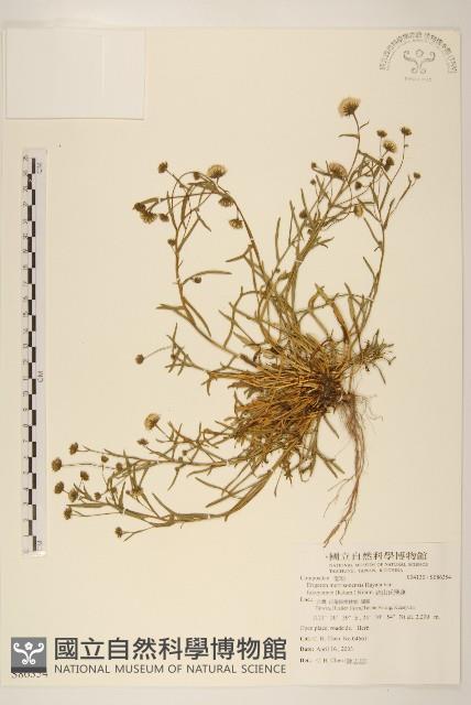 福山氏飛蓬藏品圖，第1張