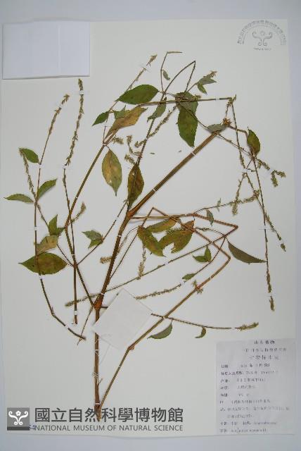 牛膝藏品圖，第1張