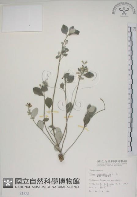 海埔姜藏品圖，第1張