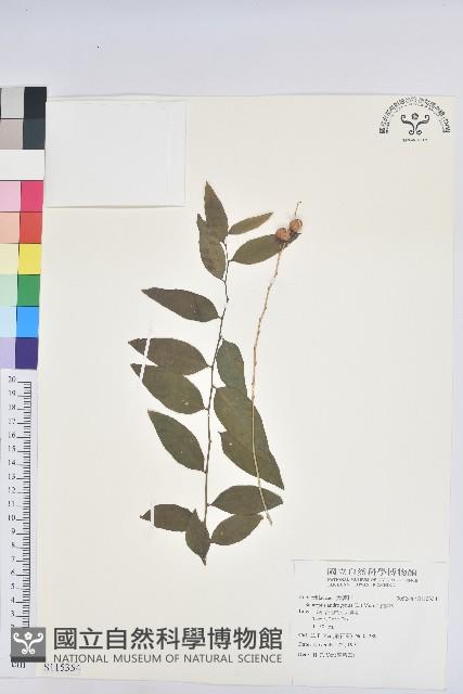 守宮木藏品圖，第1張